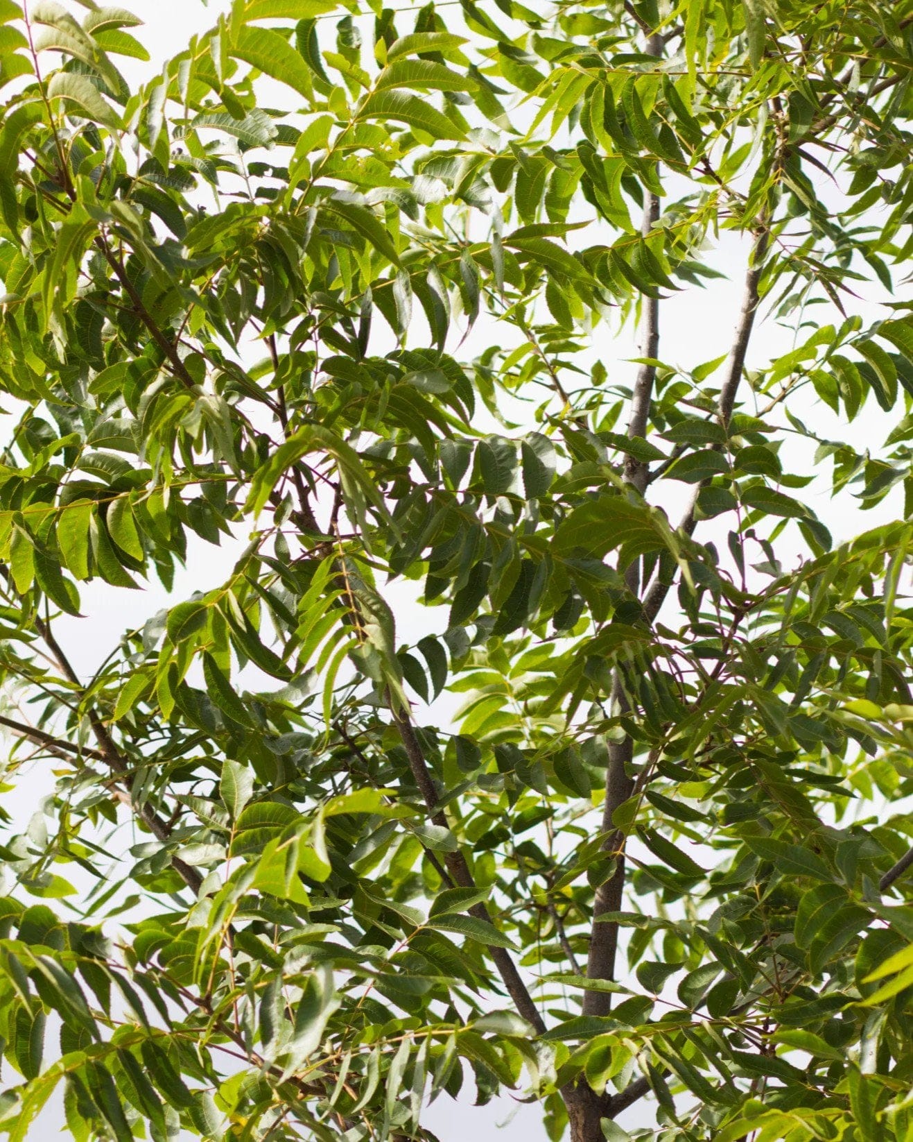 Native Pecan - view 2
