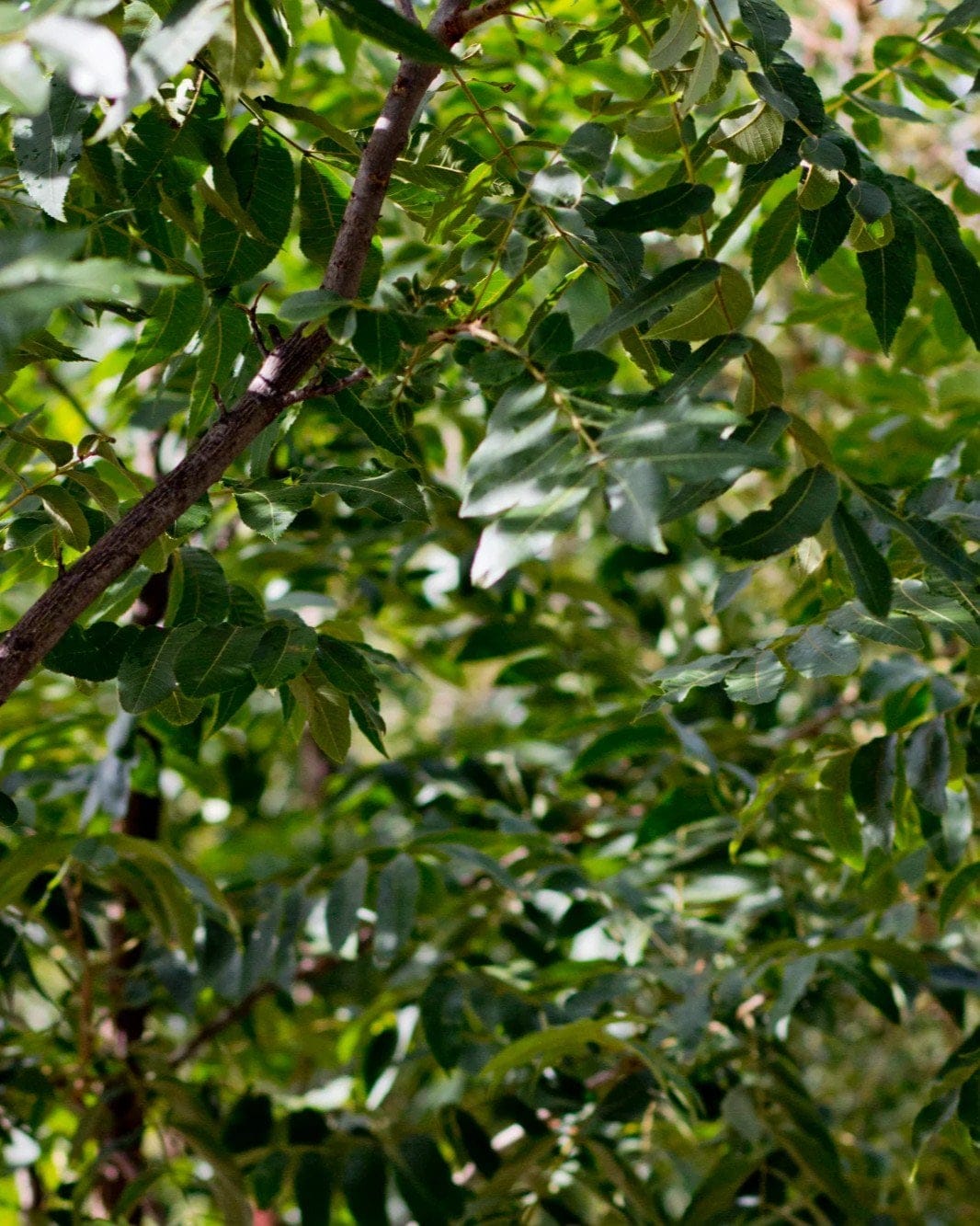Native Pecan - view 3
