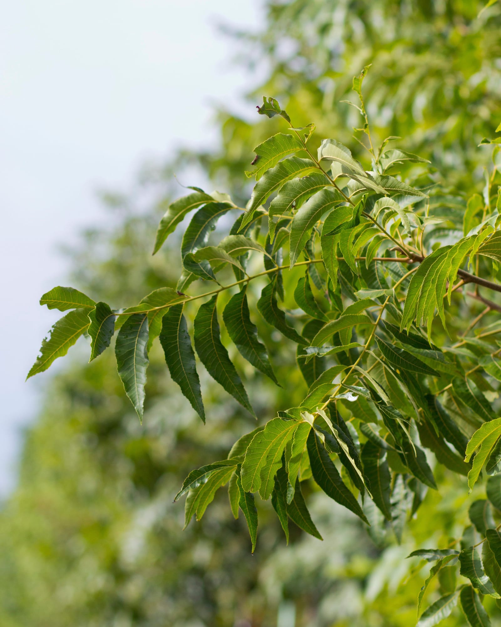 Native Pecan - view 4