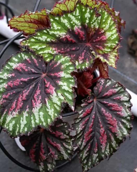 T Rex Painter's Palette Begonia - Image 1