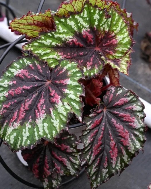 T Rex Painter's Palette Begonia - Image 1