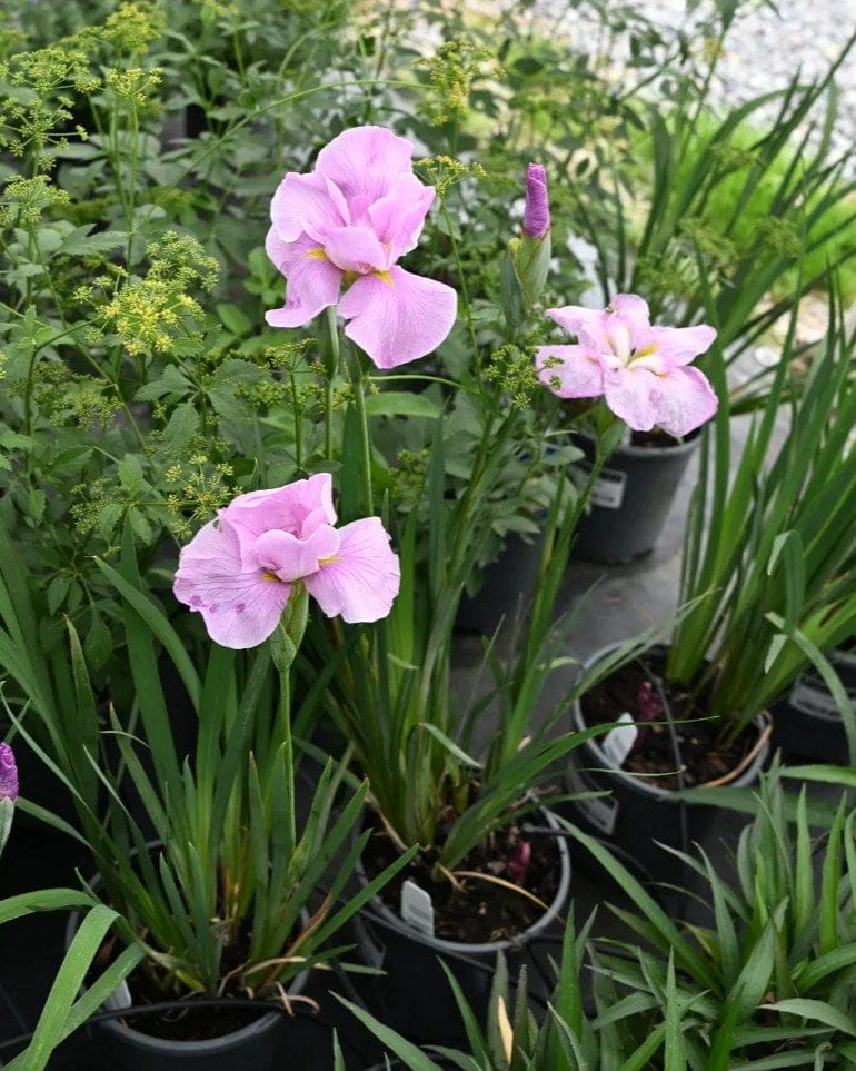 Pinkerton Iris - view 4