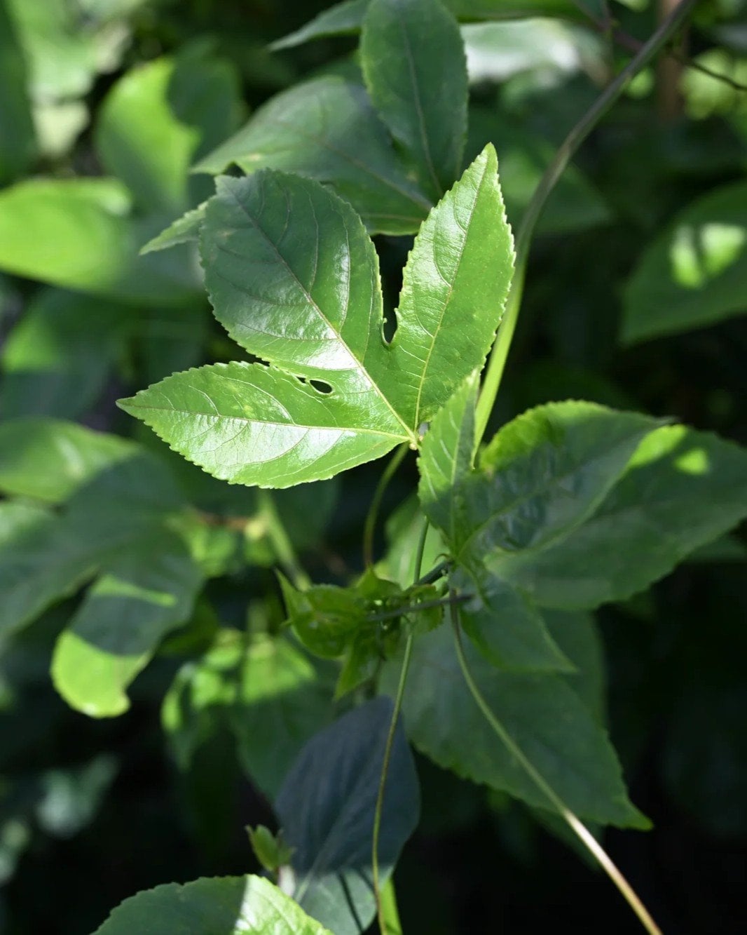 Purple Passionflower - Image 1