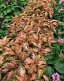 Premium Sun Coral Candy Coleus thumbnail 4