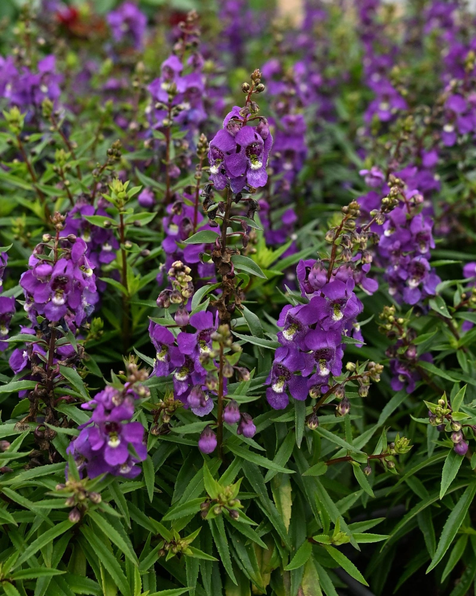 Serenita Purple Angelonia - Main Image