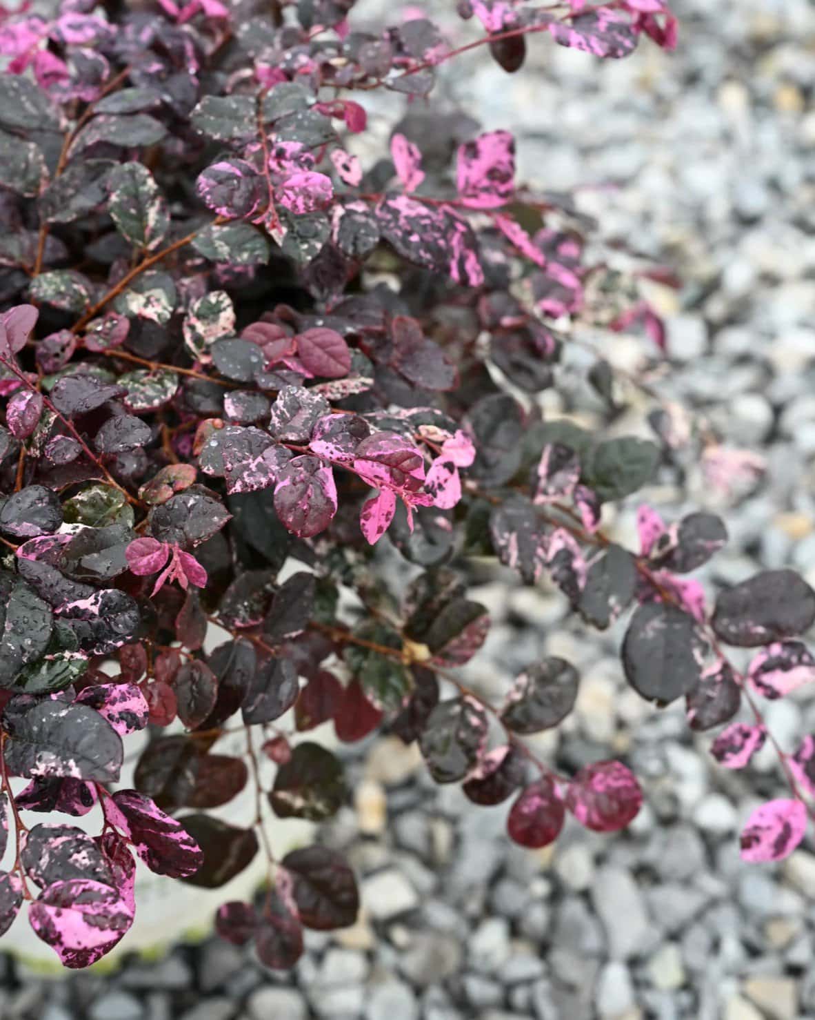Jazz Hands Variegated Loropetalum - Image 1