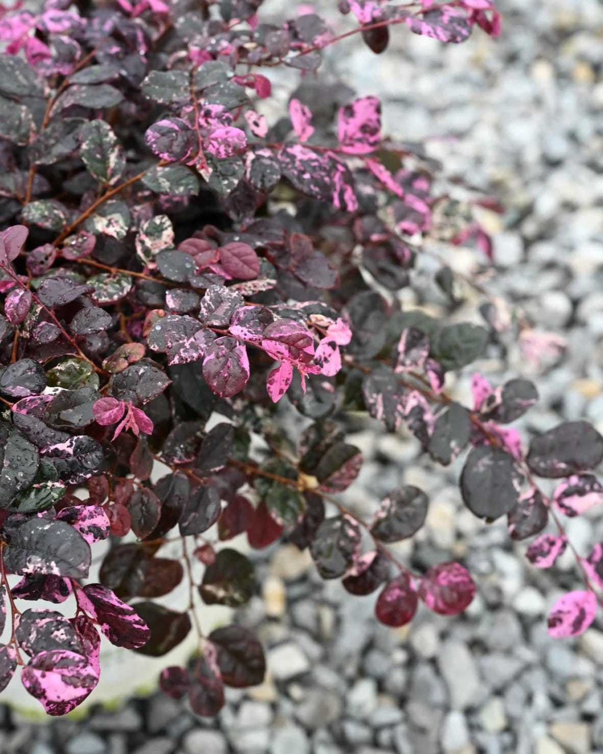 Jazz Hands Variegated Loropetalum - view 2