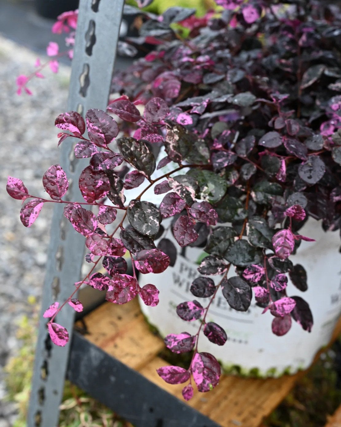 Jazz Hands Variegated Loropetalum - Image 2