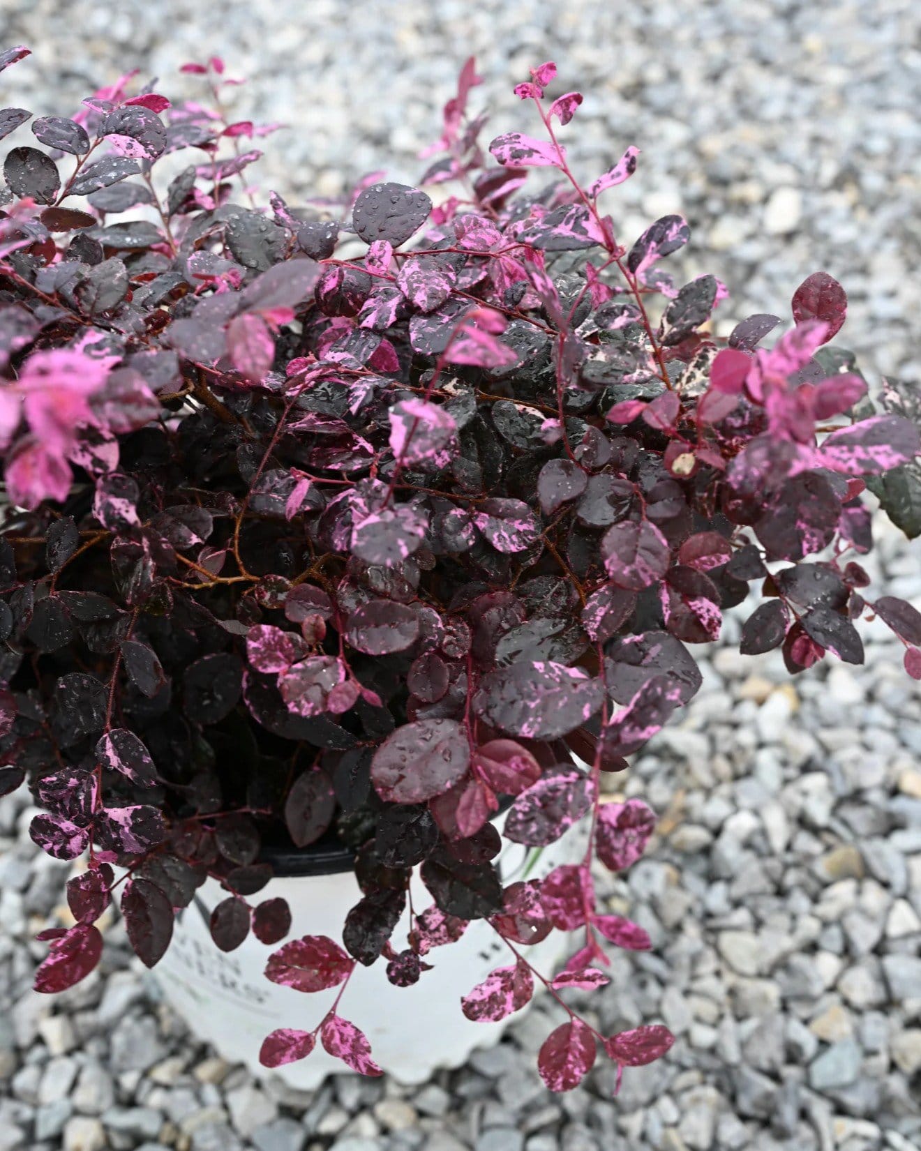 Jazz Hands Variegated Loropetalum - view 4