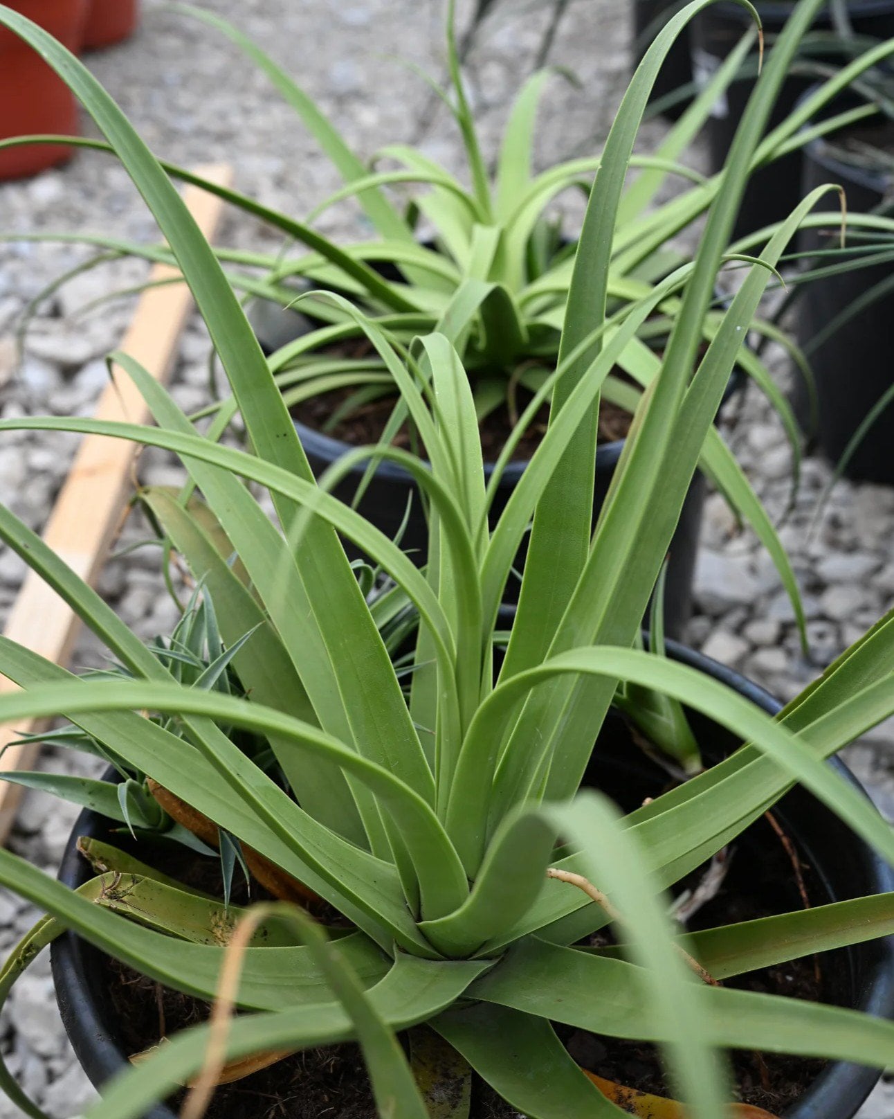 Squid Agave - Image 2
