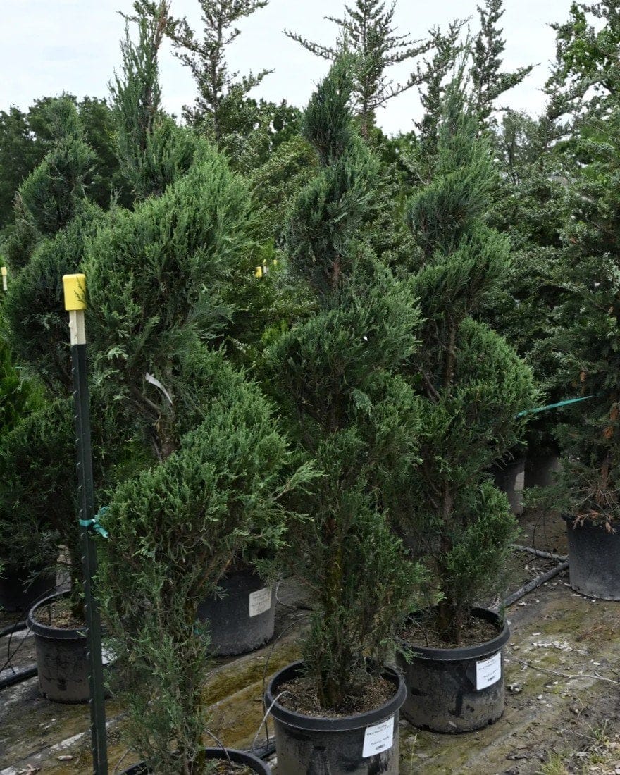 Skyrocket Juniper Spiral - view 2