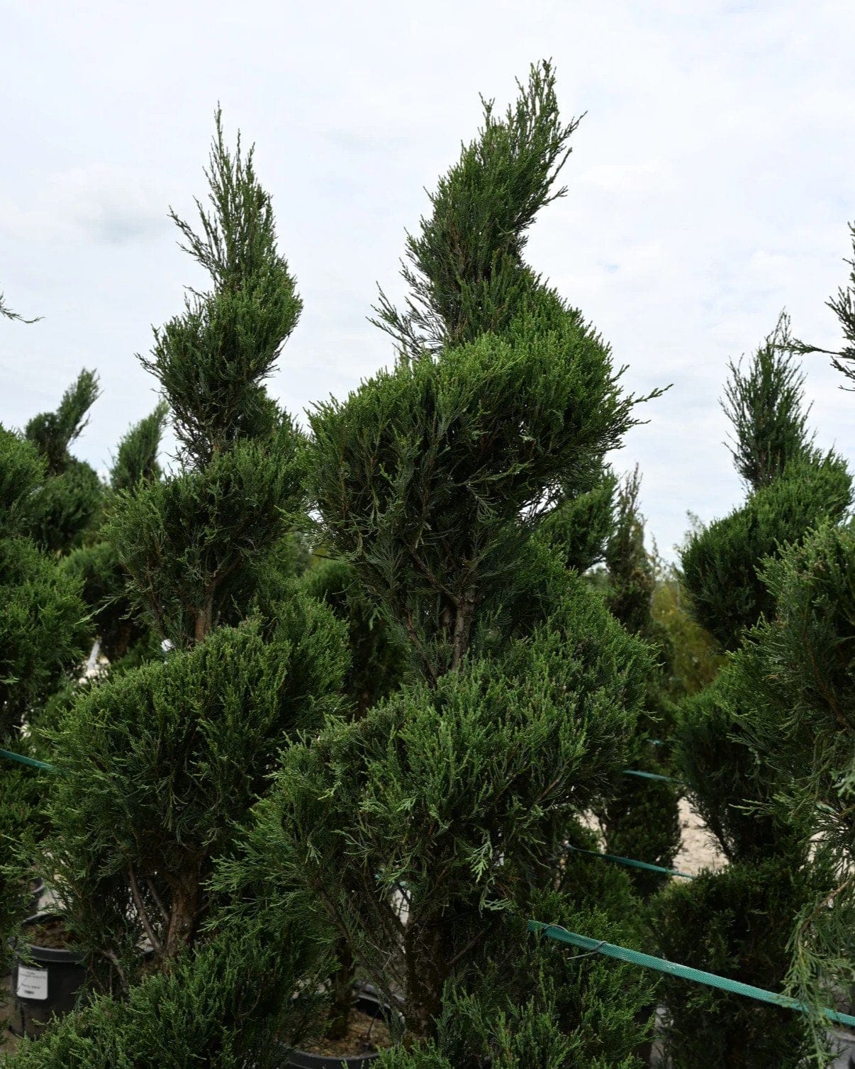 Skyrocket Juniper Spiral - view 3