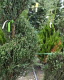 Blue Arrow Juniper Spiral thumbnail 2