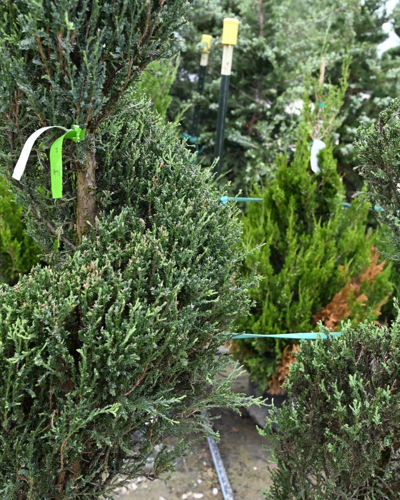 Blue Arrow Juniper Spiral - view 2