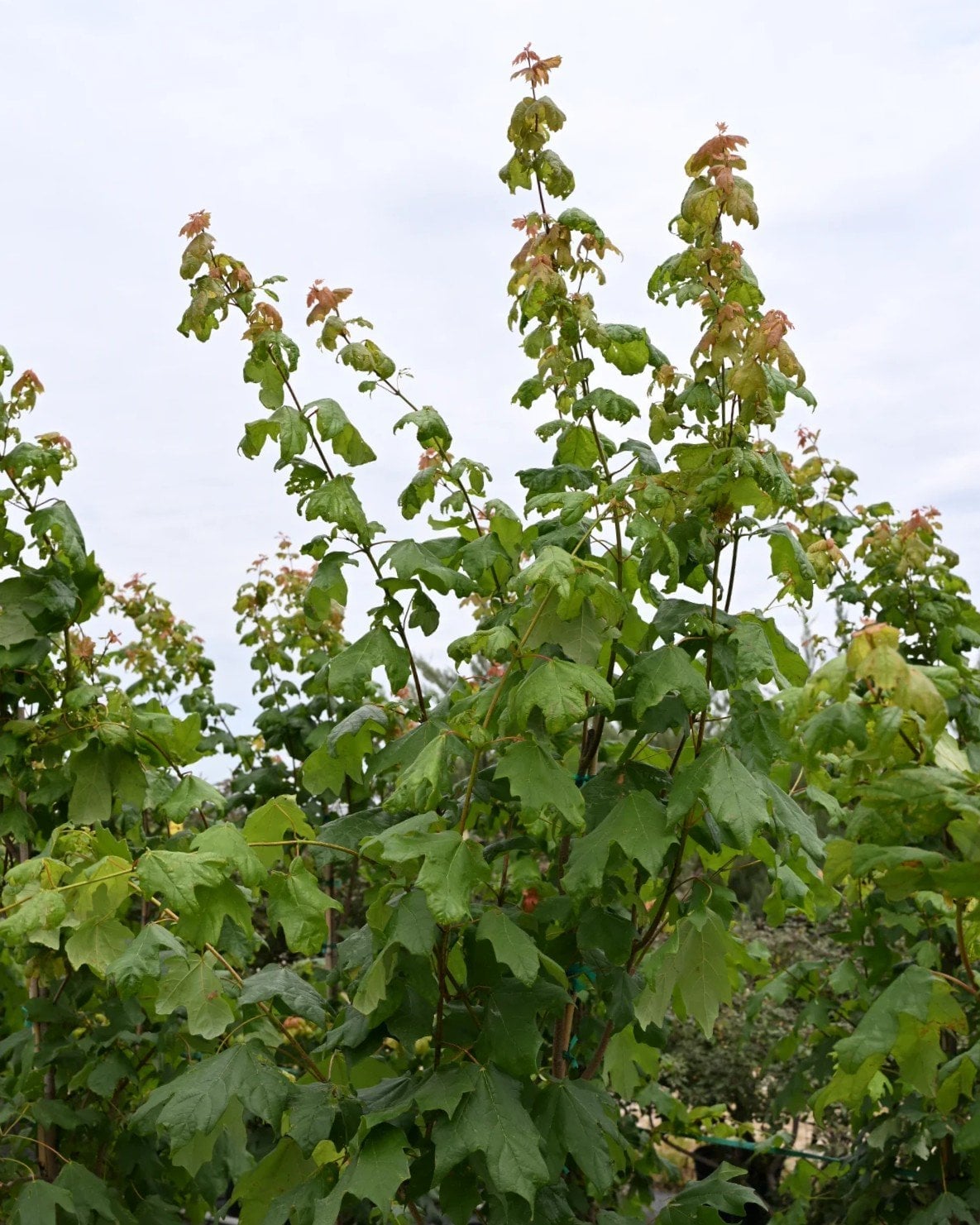 Sweetheart Mexican Sugar Maple - Image 1