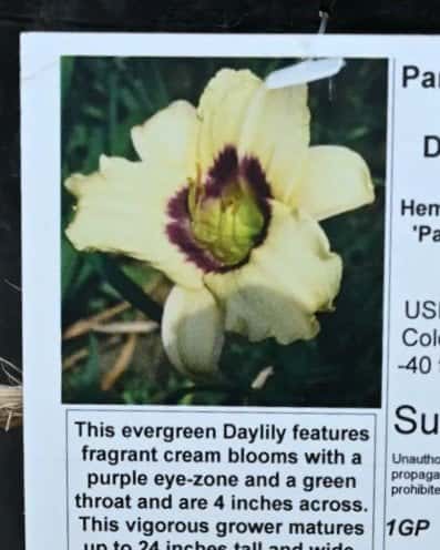 Pandora's Box Daylily - Image 1