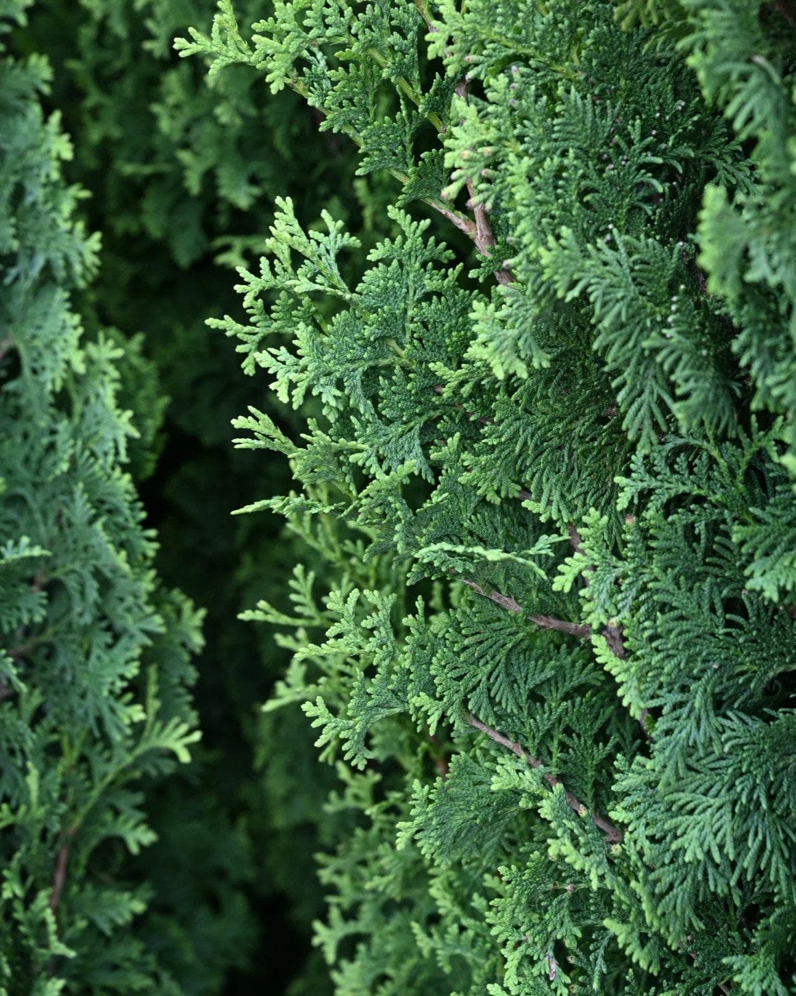 Degroot's Spire Arborvitae - view 2