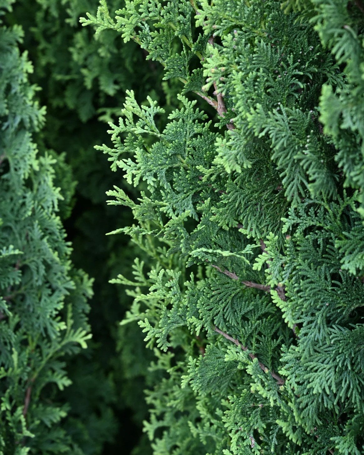 Degroot's Spire Arborvitae - Image 1