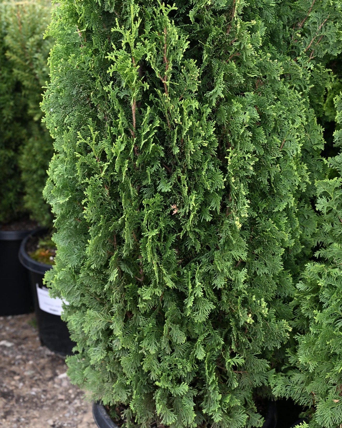 Degroot's Spire Arborvitae - view 4