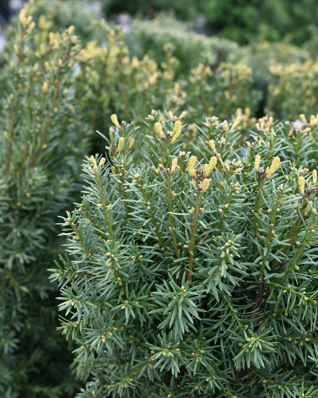 Hick's Yew - view 3