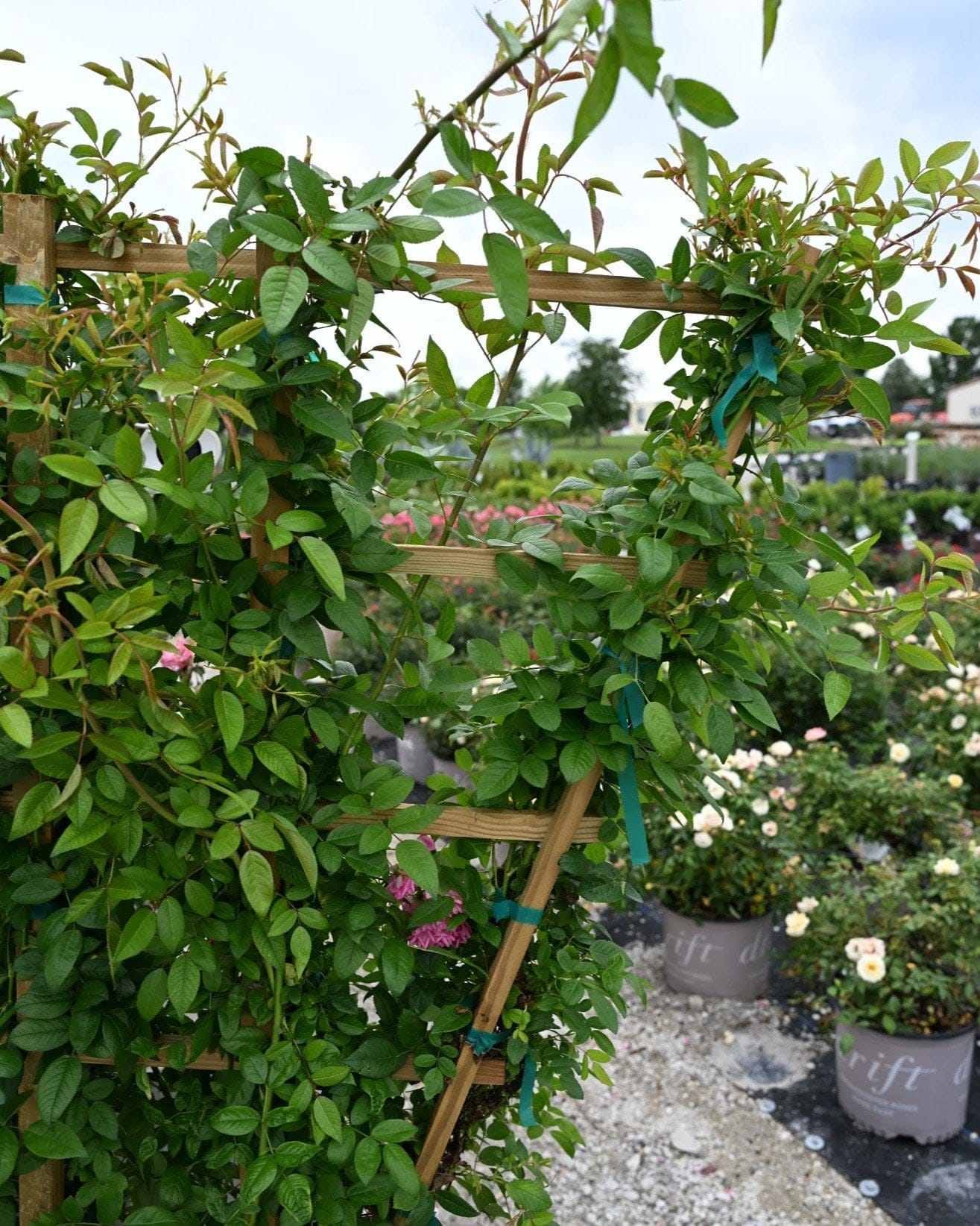 Peggy Martin Climbing Rose Espalier - view 3