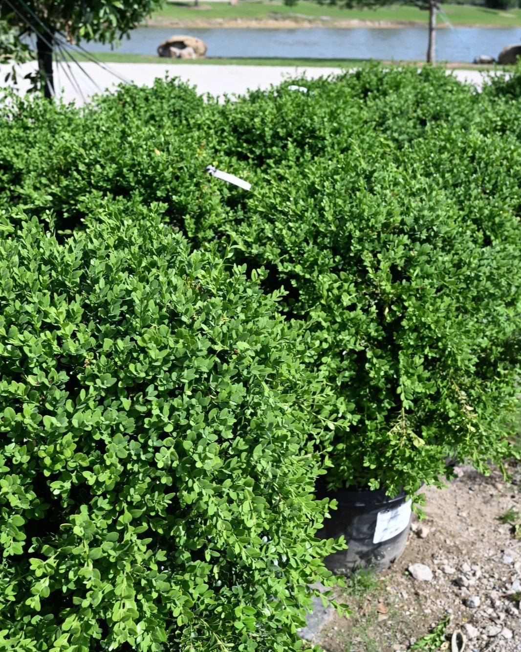 Green Mountain Boxwood Globe - Image 1