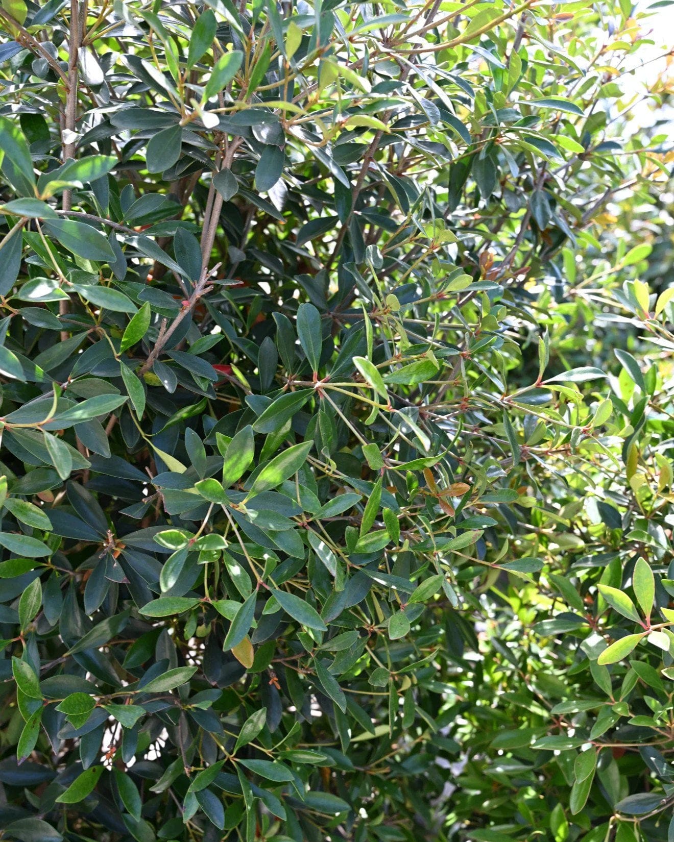 Cleyera - view 2