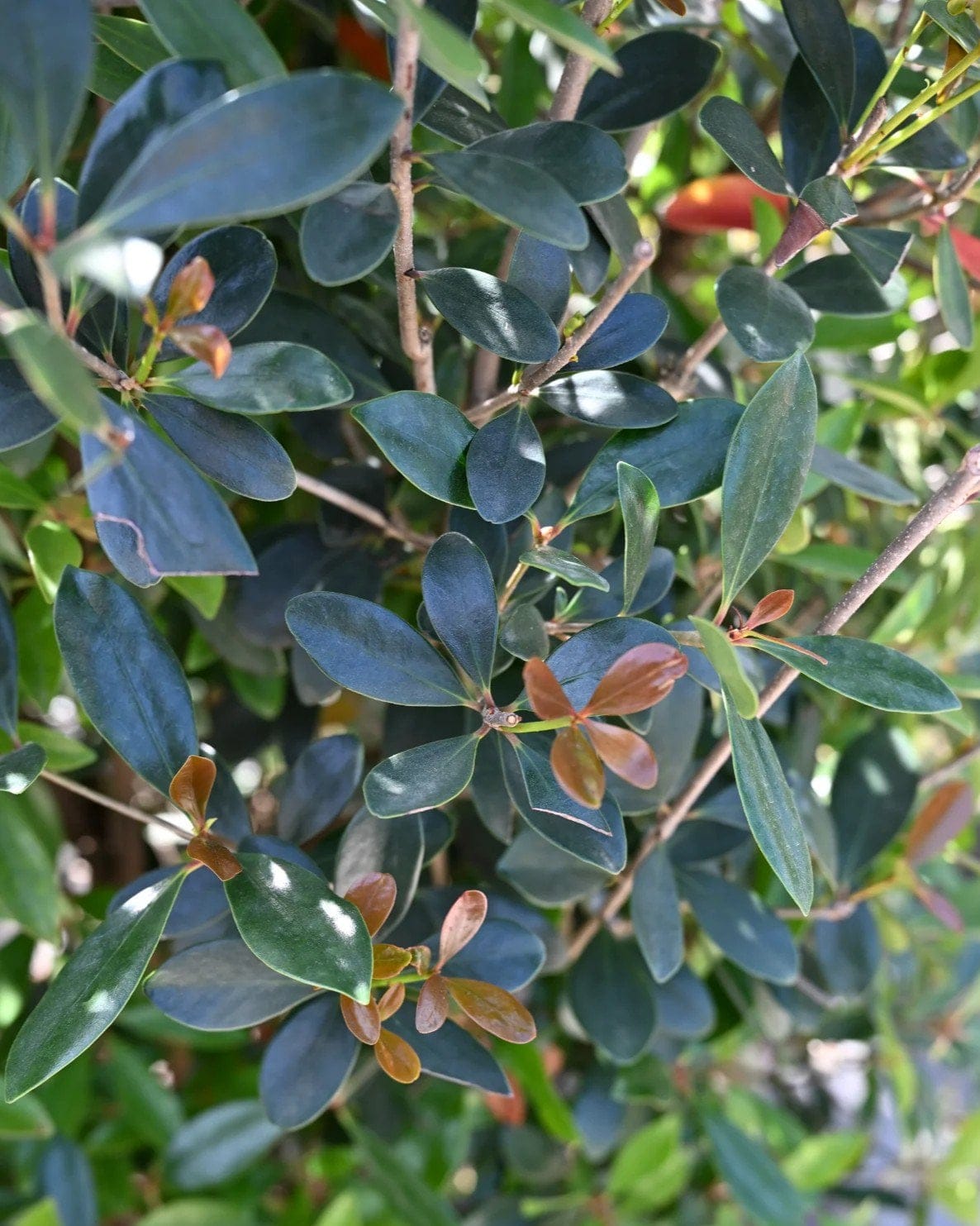 Cleyera - view 3