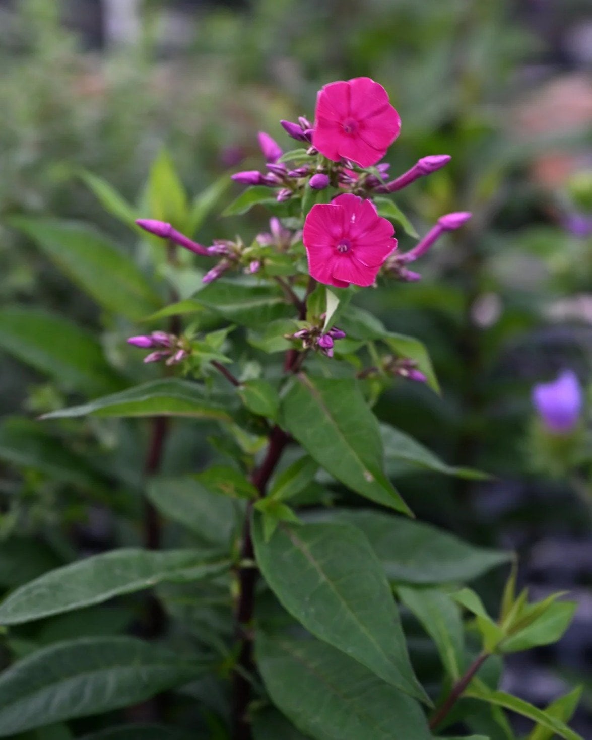 Super Ka-Pow Fuchsia Phlox - Image 1