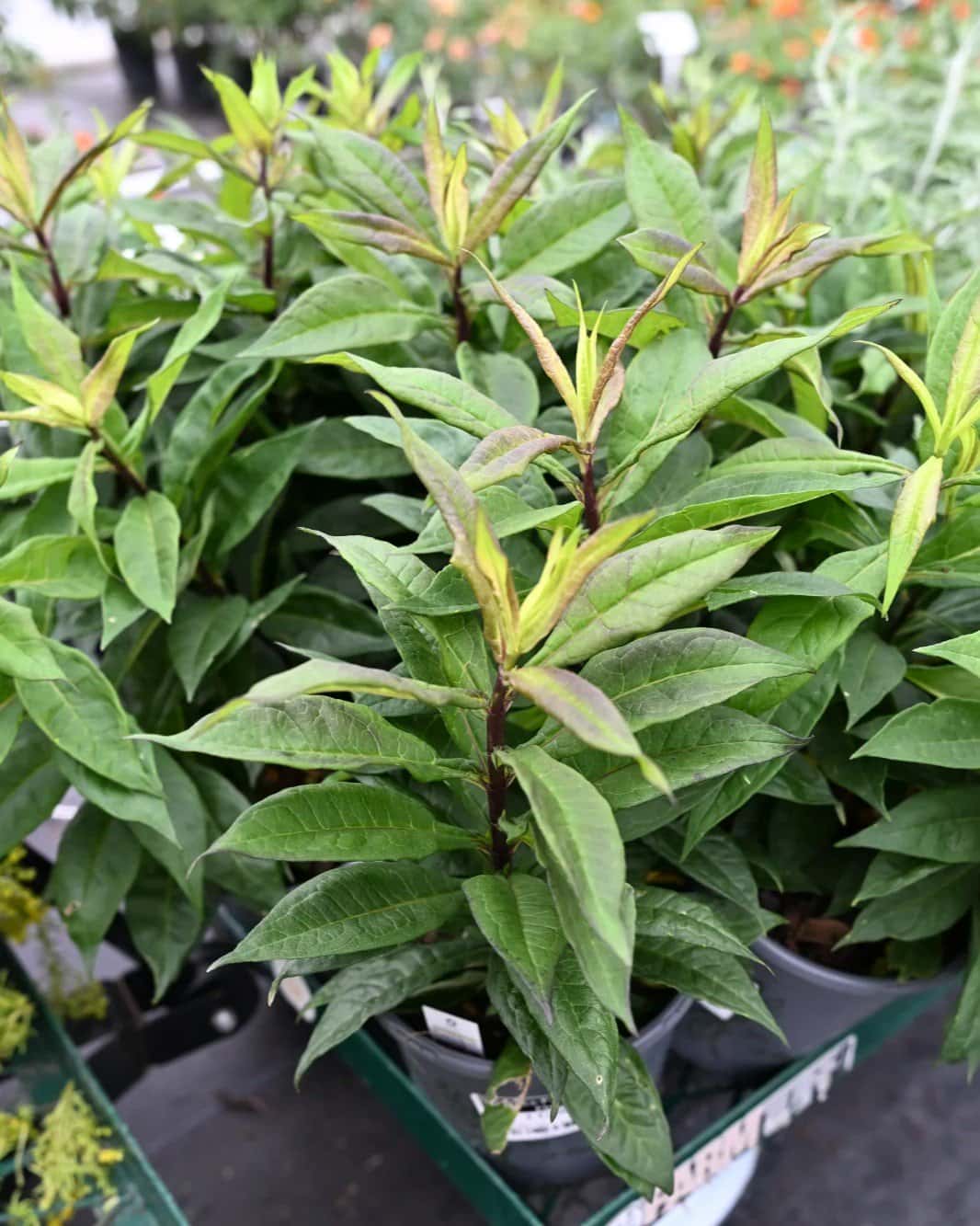 Super Ka-Pow Fuchsia Phlox - Image 1