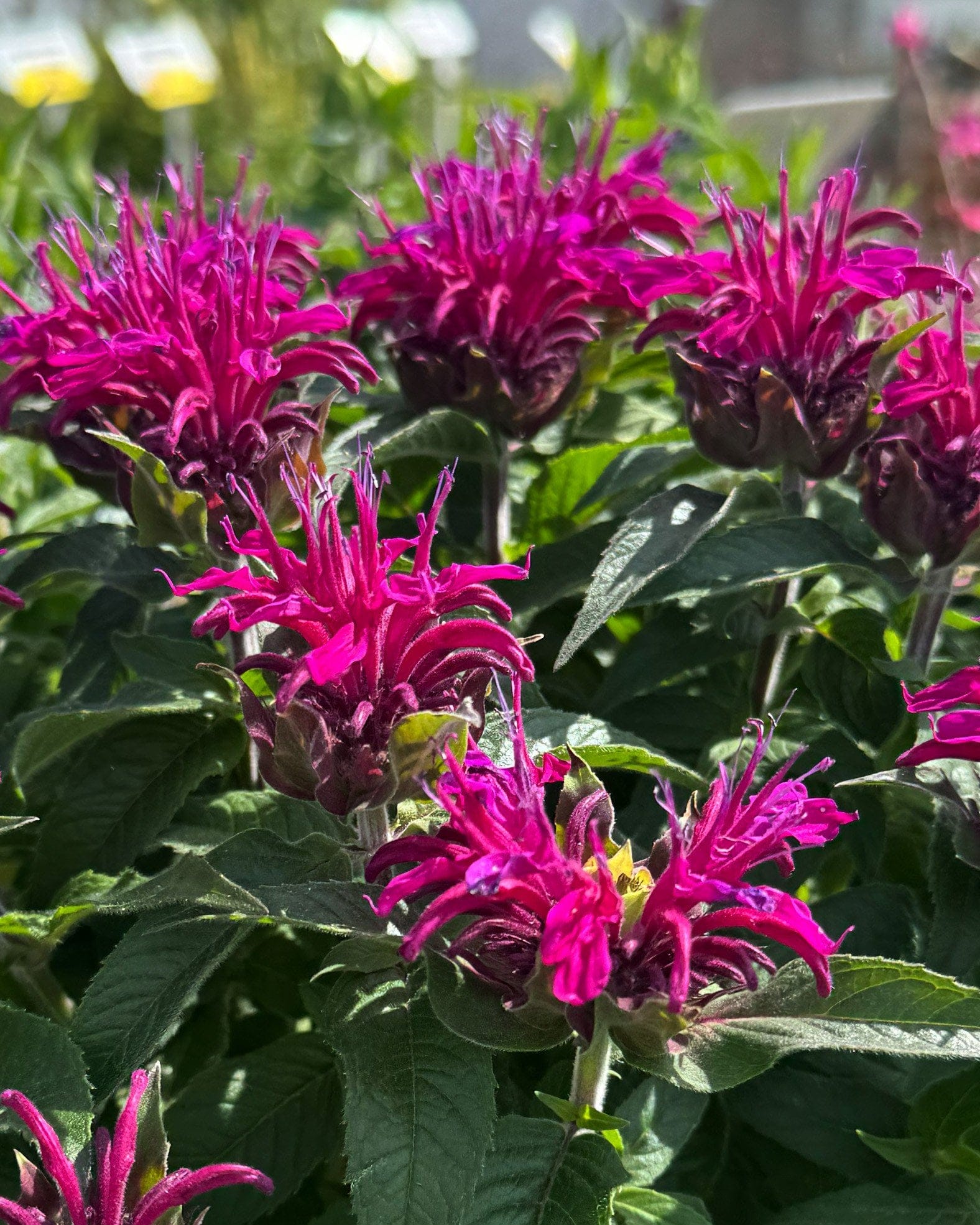 Balmy Purple Monarda - Main Image