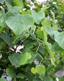 Zig Zag Redbud thumbnail 2