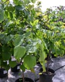Zig Zag Redbud thumbnail 3