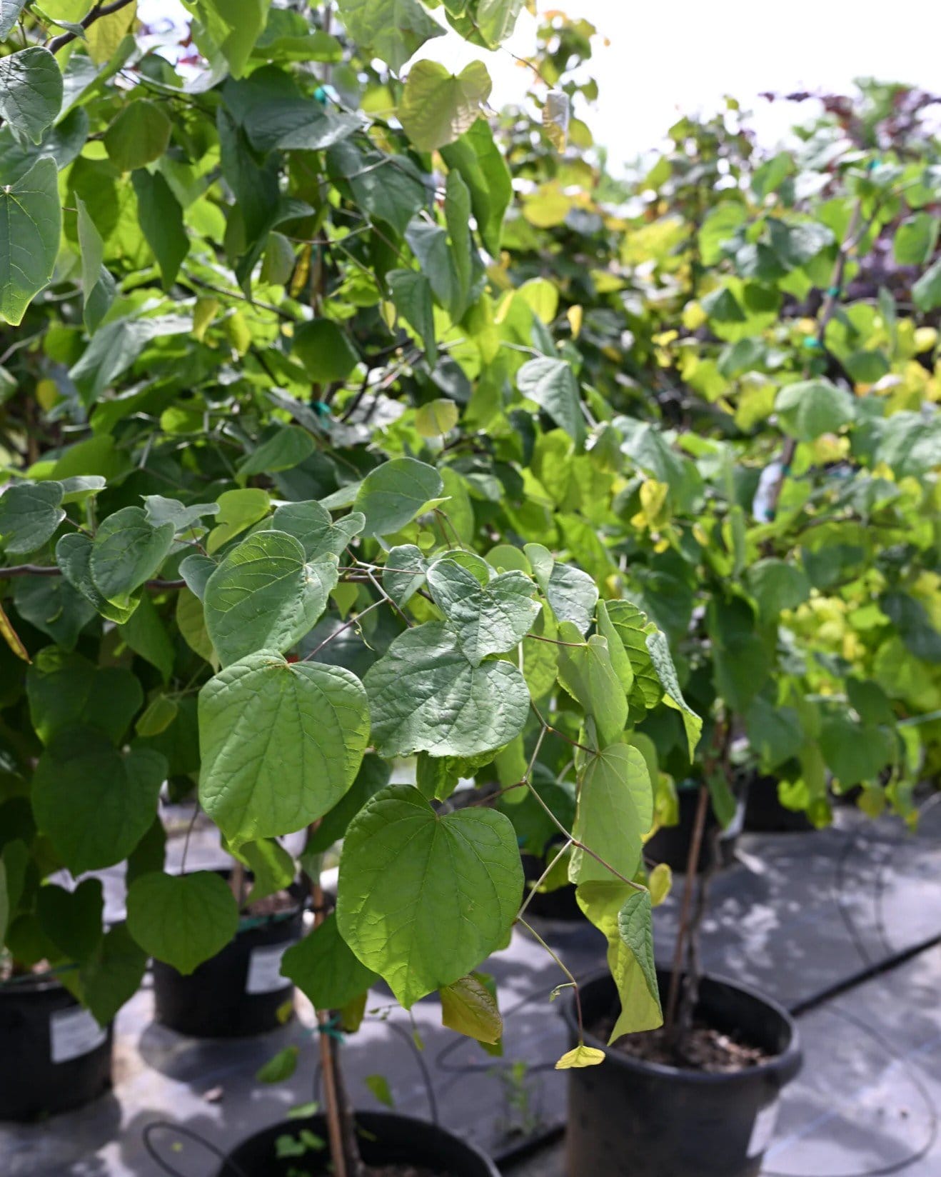Zig Zag Redbud - view 3