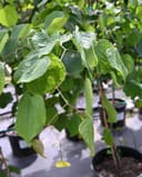Zig Zag Redbud thumbnail 4