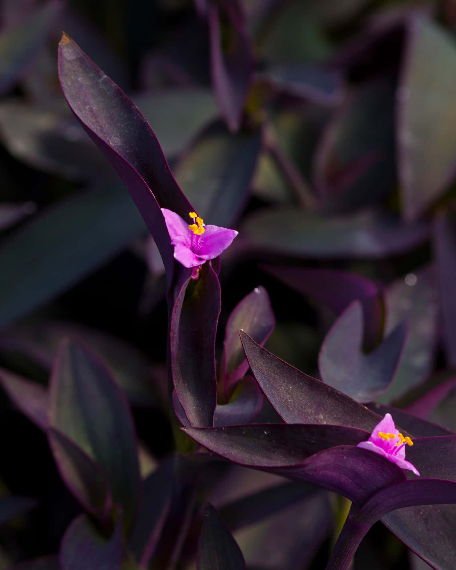 Purple Heart - Image 1