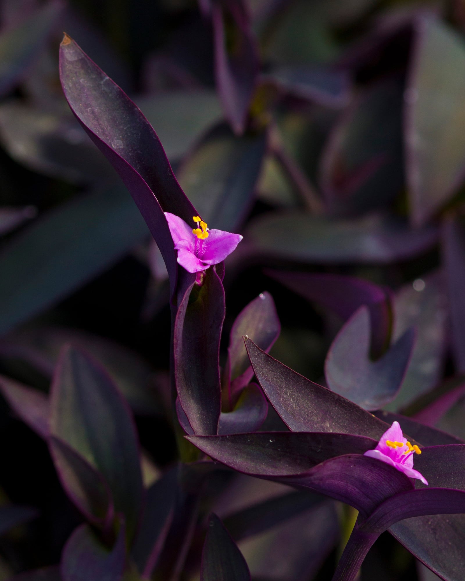 Purple Heart - Image 1