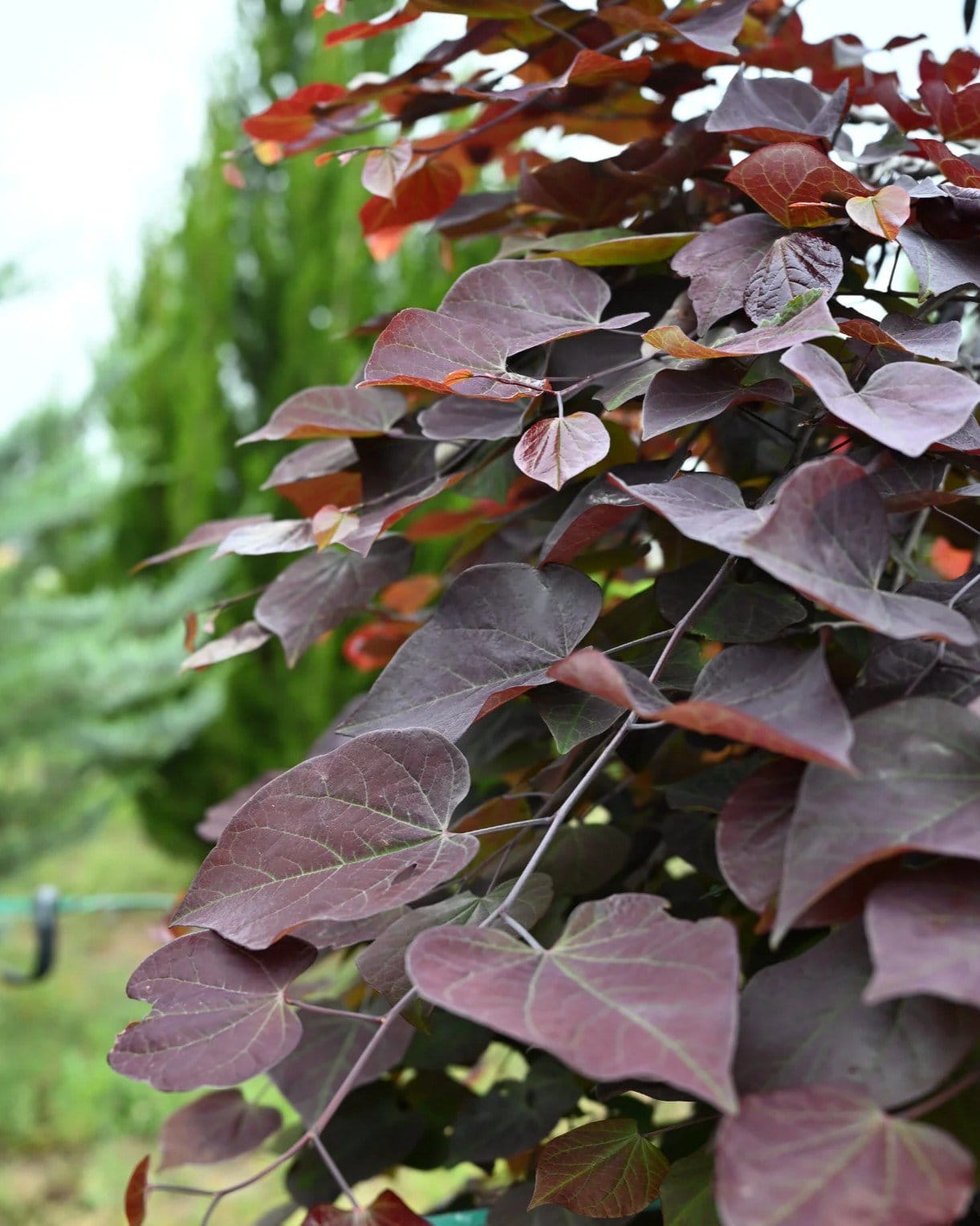 Ruby Falls Weeping Redbud - view 4