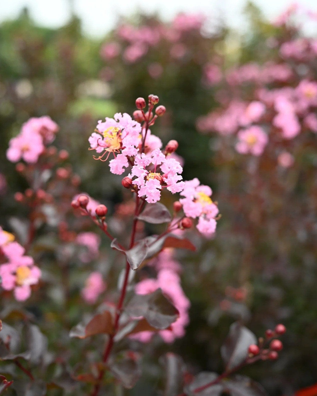 Rhapsody in Pink Crape Myrtle - view 2