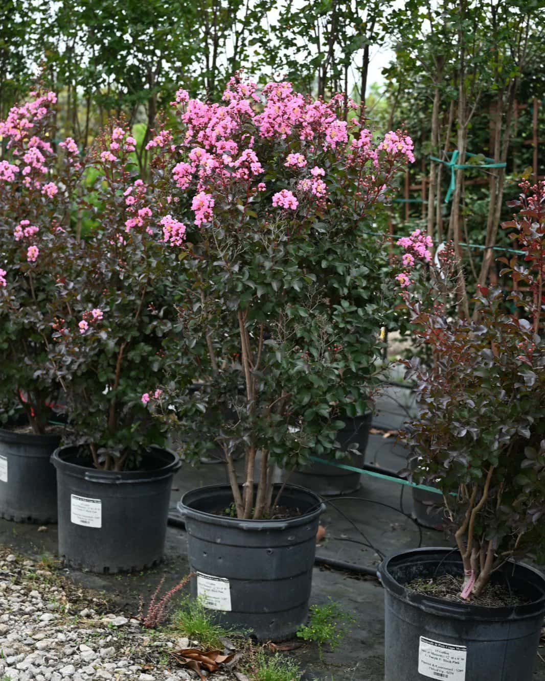 Rhapsody in Pink Crape Myrtle - Image 1