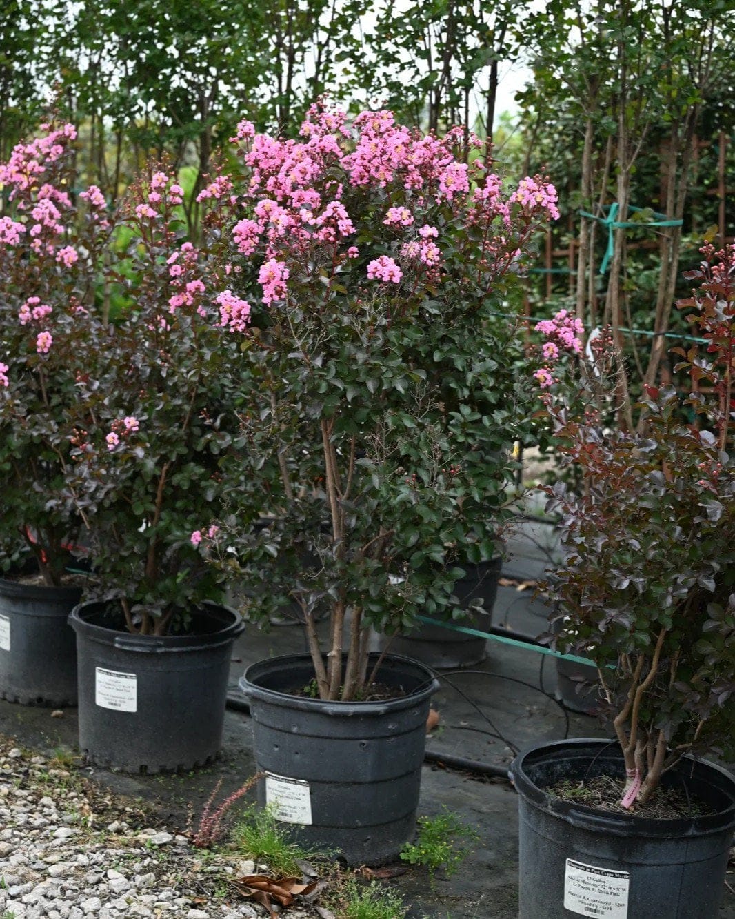 Rhapsody in Pink Crape Myrtle - view 3