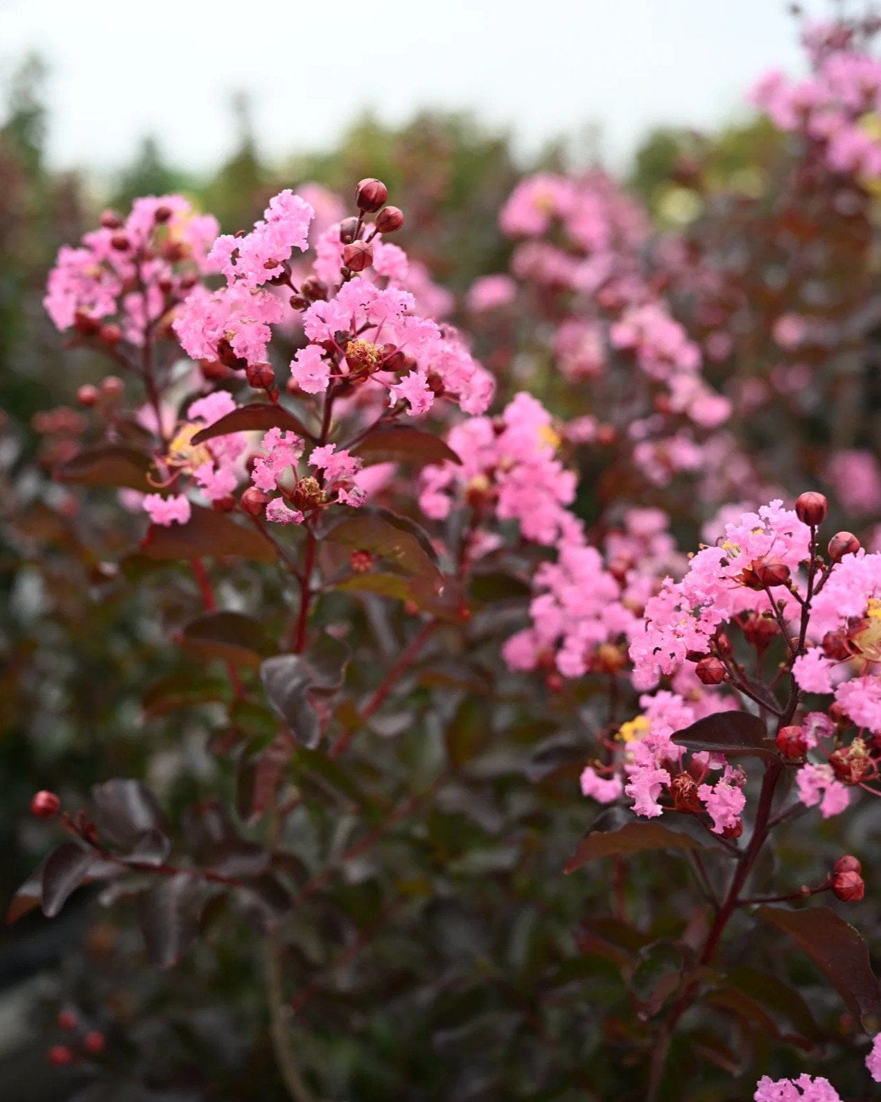 Rhapsody in Pink Crape Myrtle - view 4