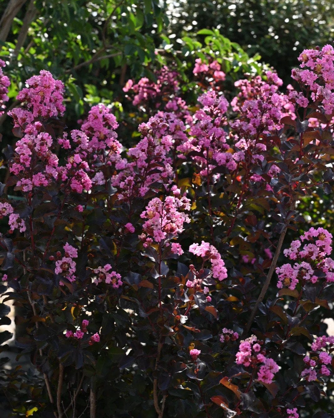 Rhapsody in Pink Crape Myrtle - view 5