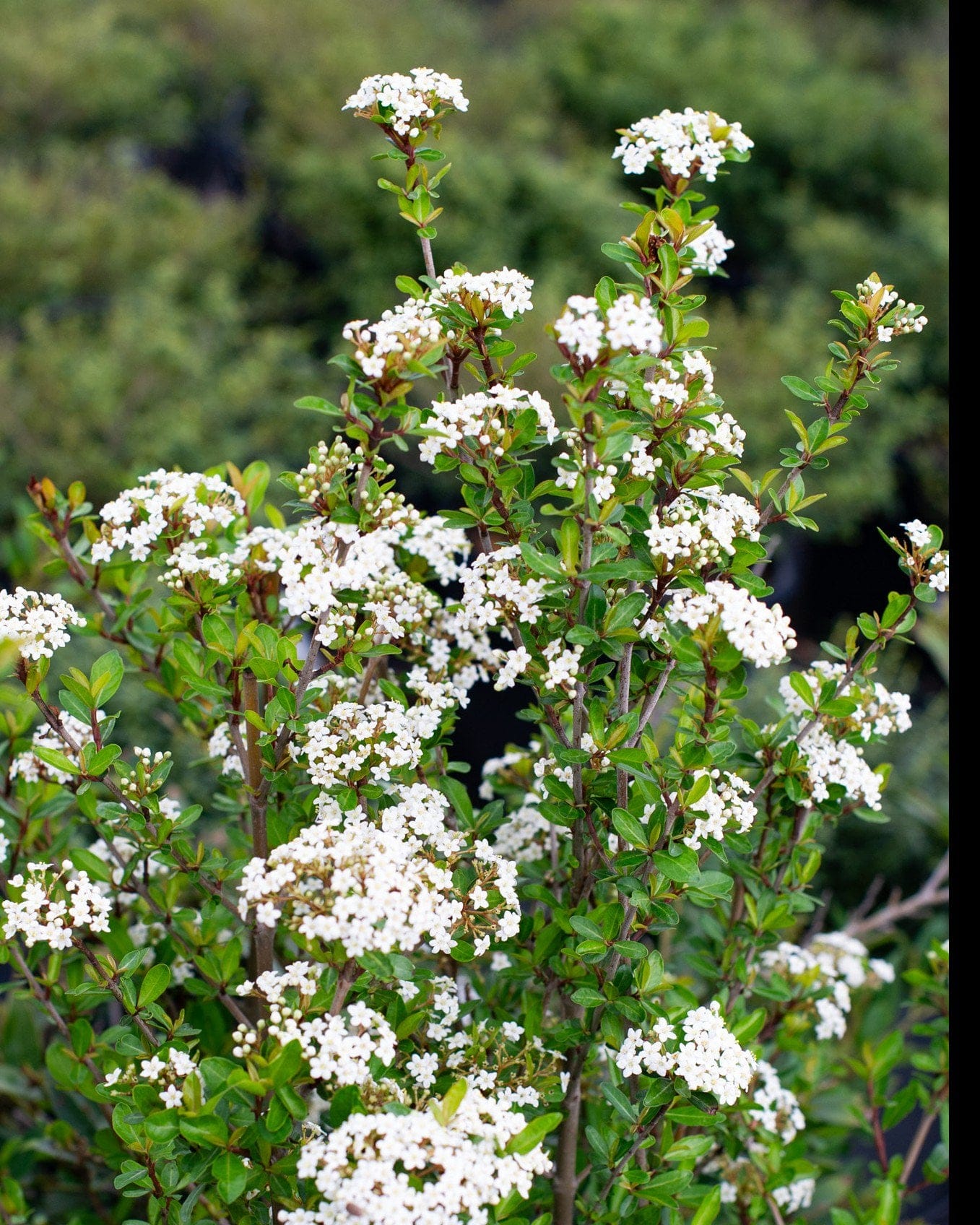 Walter's Viburnum - view 5