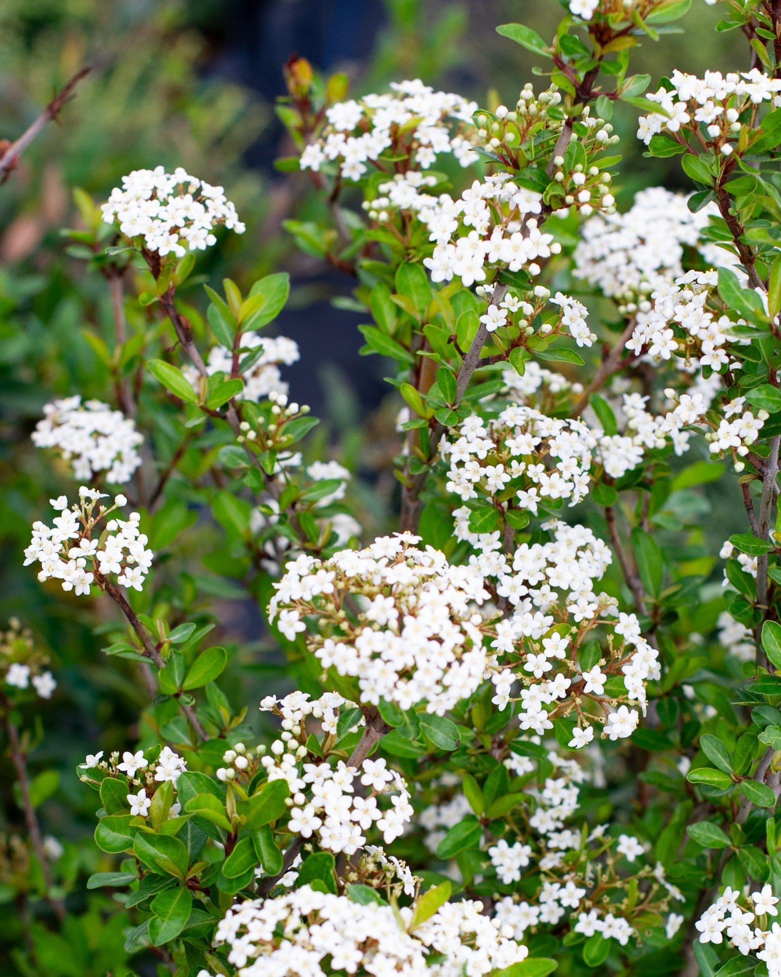 Walter's Viburnum