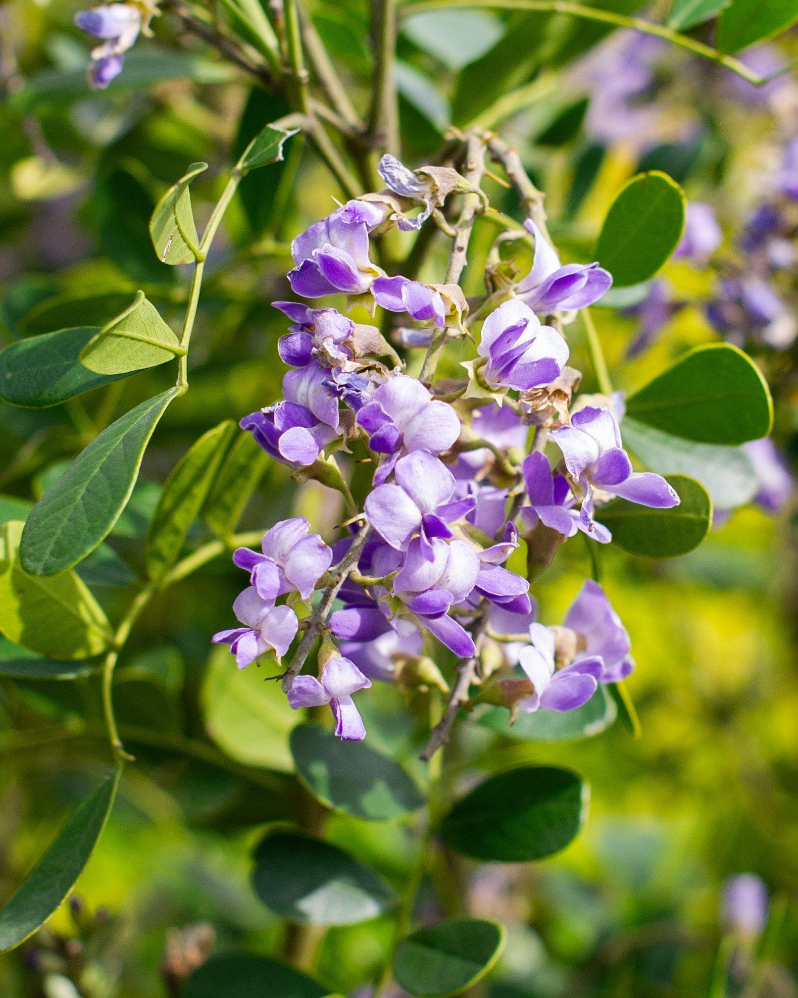 Texas Mountain Laurel - Main Image