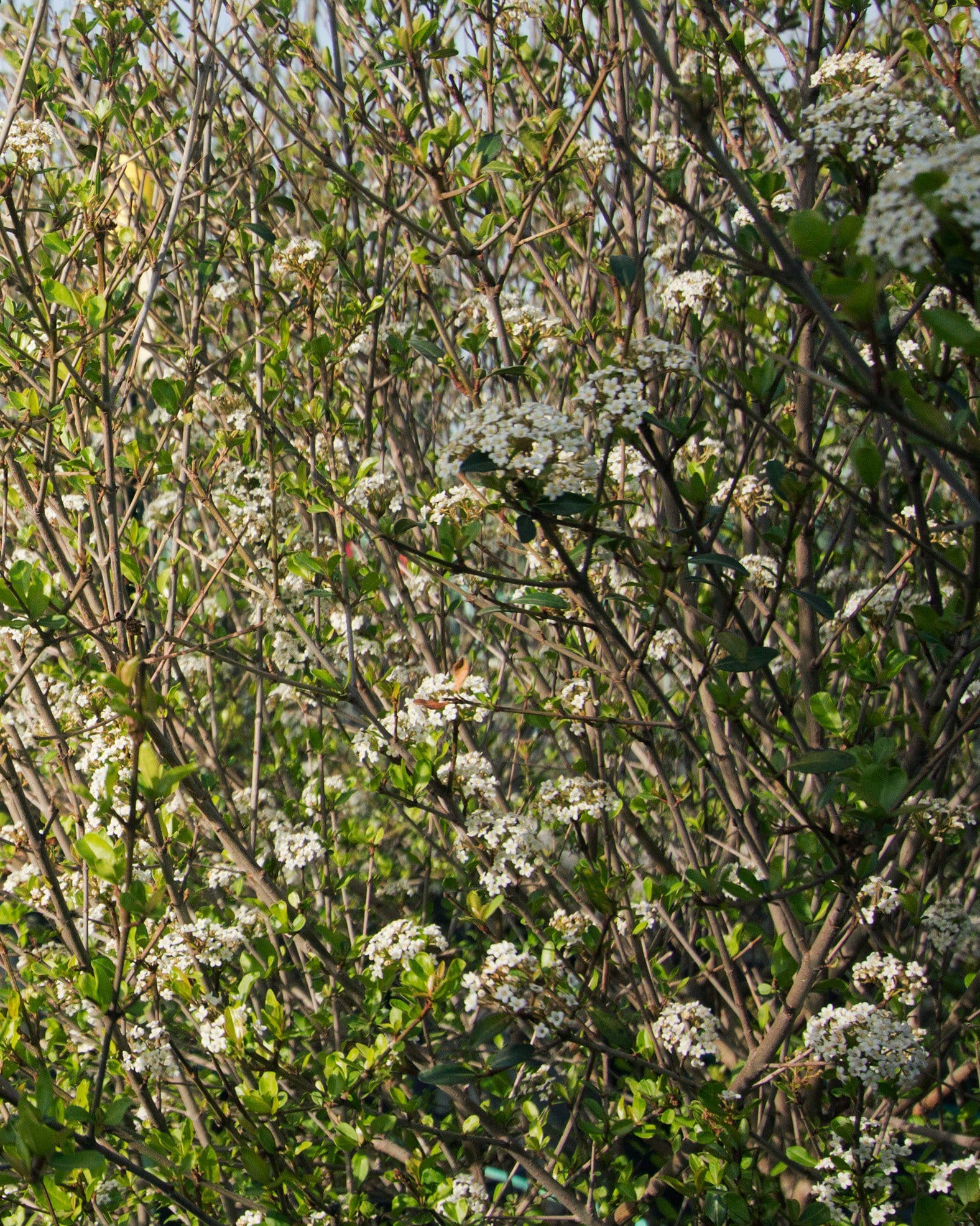 Walters Viburnum Withlacoochee
