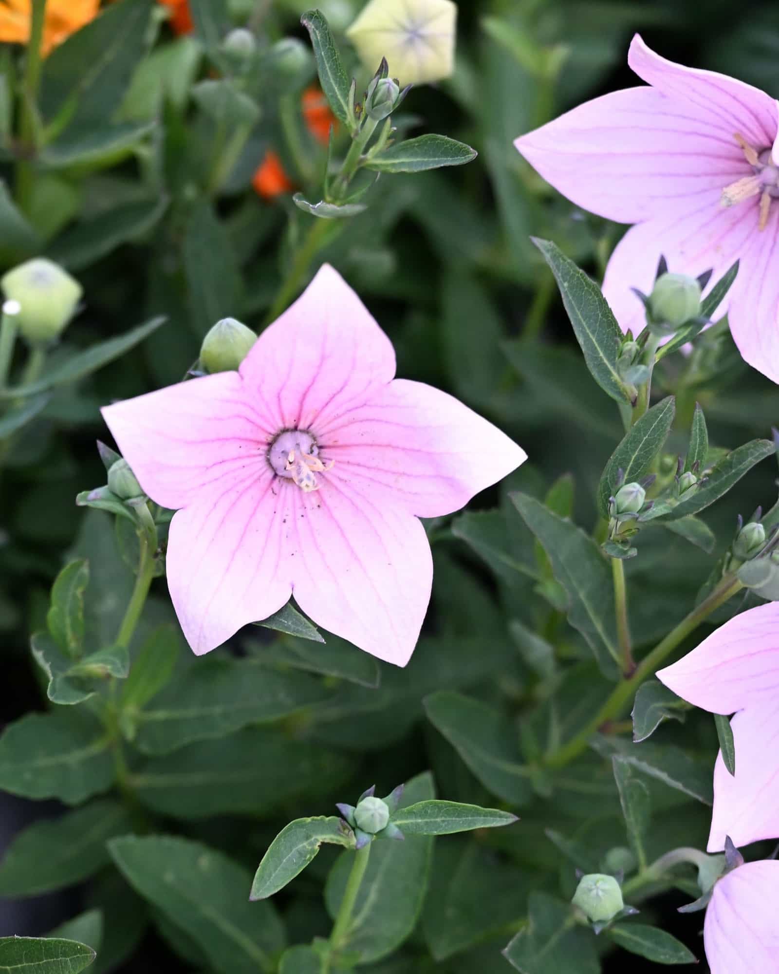 Astra Pink Balloon Flower - Main Image