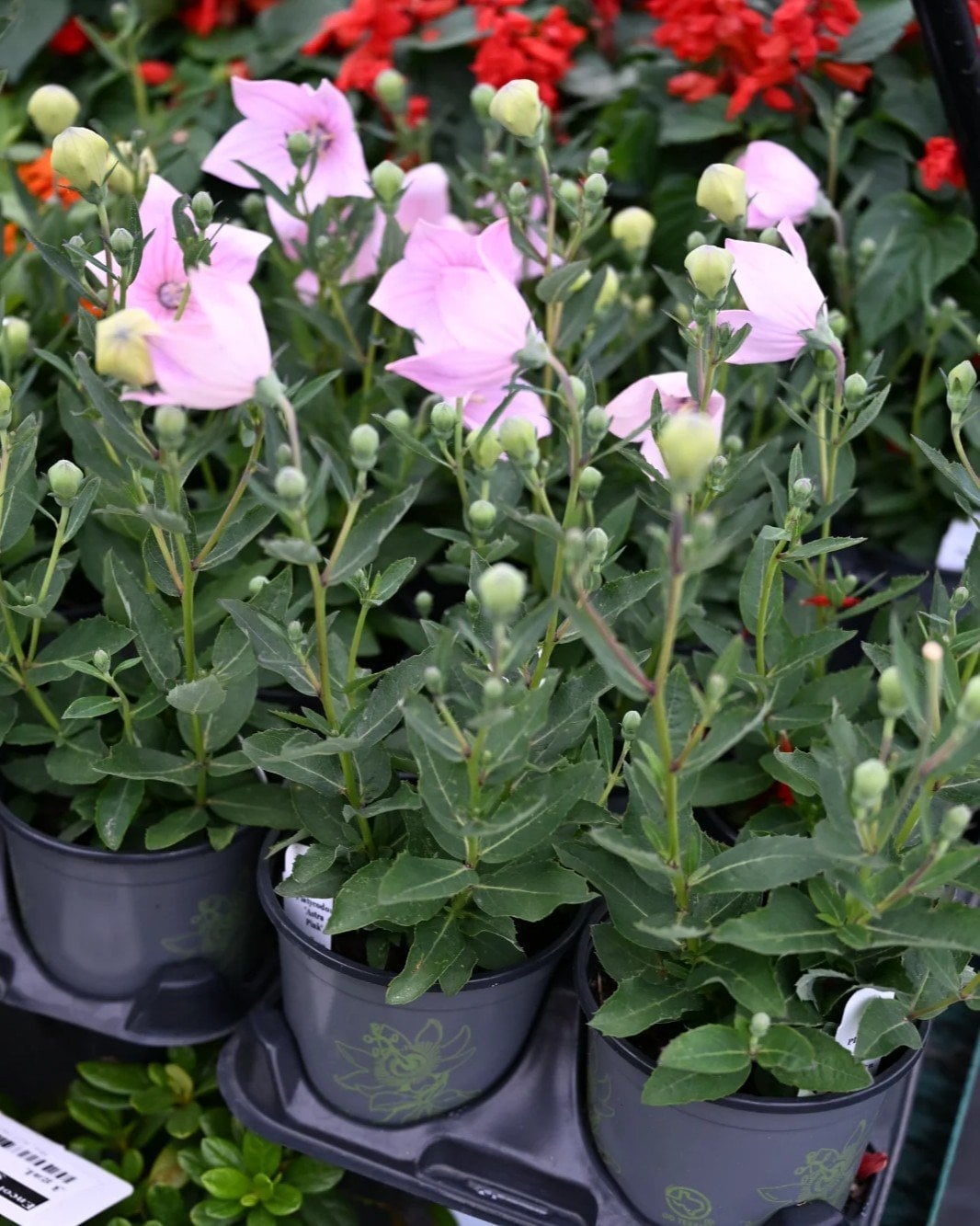 Astra Pink Balloon Flower - Image 1