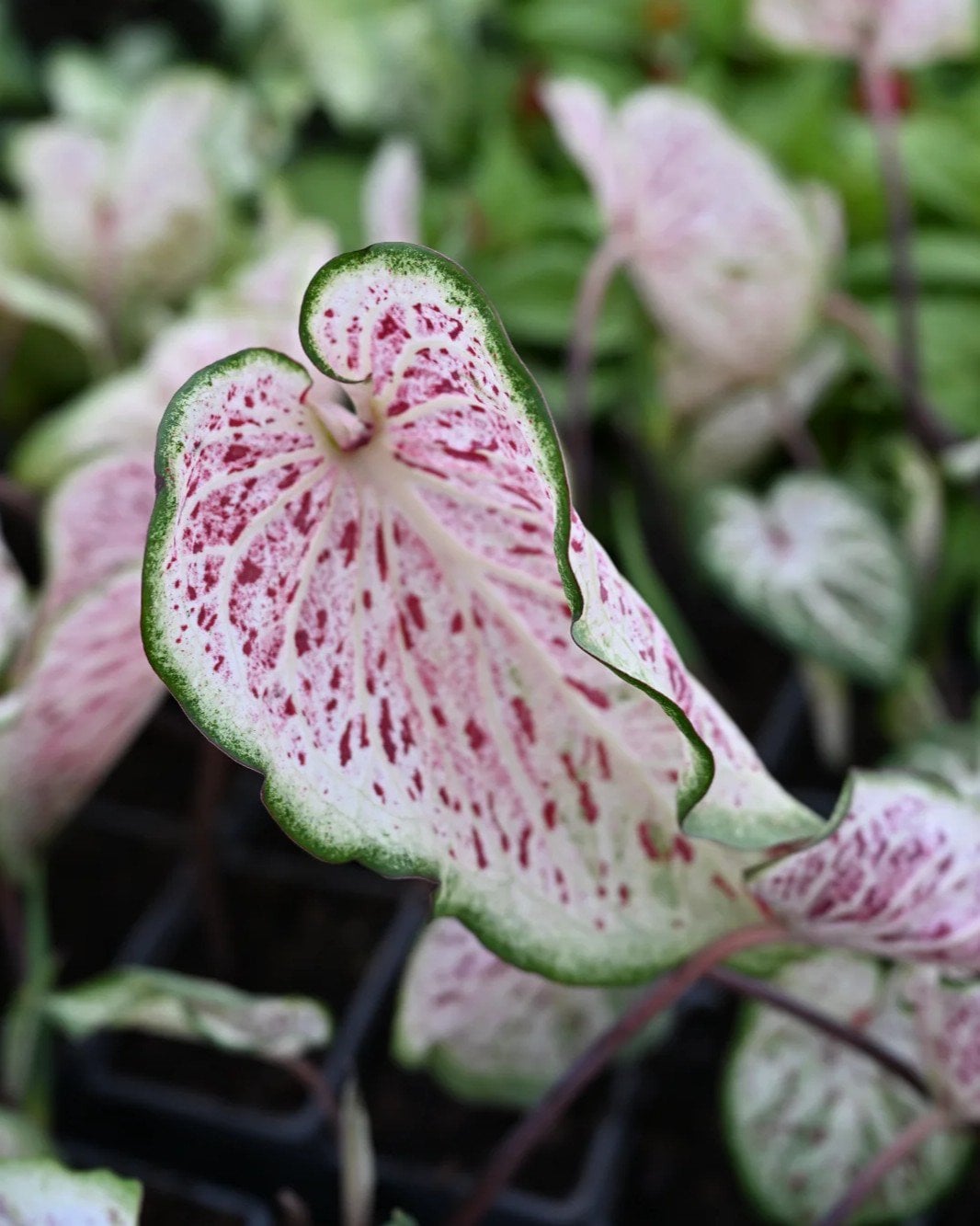 Day Dreamer Caladium - Image 1